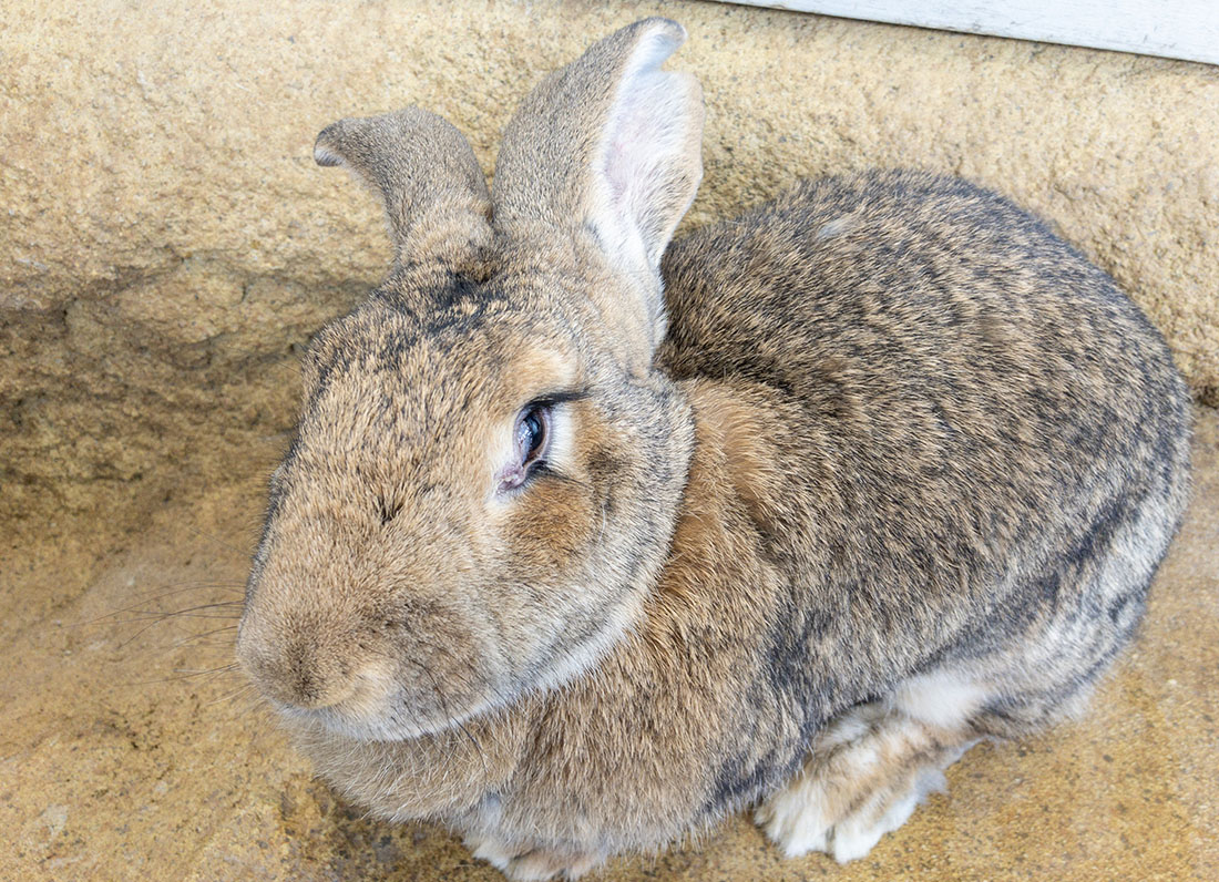 足羽山の動物園に住んでいるウサギのマリーちゃん！