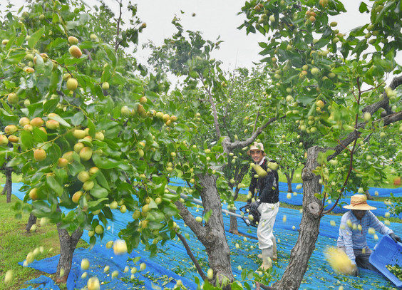 【地域】ナツメの実　ぽとぽと
