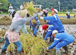 【地域】コウノトリ米　豊作だ　若狭町　鳥羽小学校田で収穫