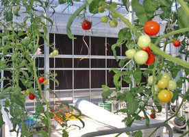 【地域】「越のルビー」夏に収穫増へ ハウス内冷却 県が実験