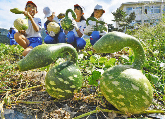 【地域】草の中から“首長竜”　勝山「鹿谷恐竜ひょうたん」収穫
