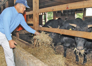 【地域】歌う畜産農家　“若狭牛愛”込めてＣＤ
