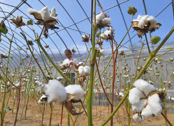 【地域】ふわふわ綿花　福井のハウス