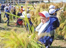 【地域】稲刈り、はさ掛けに汗　坂井・兵庫小児童が体験