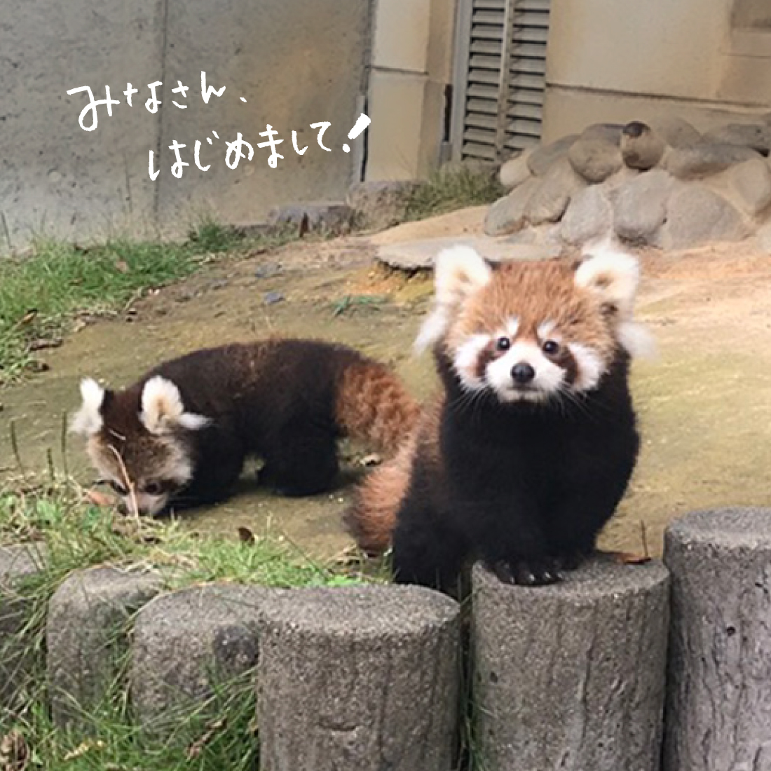 『鯖江市西山動物園』