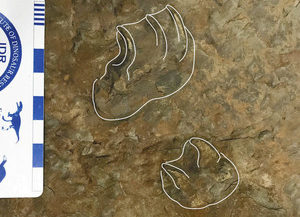 国内初　カメ類足跡か　恐竜博物館の本年度発掘調査