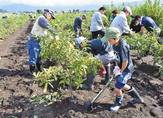ドングリ苗木越冬作業　大野で森づくりイベント