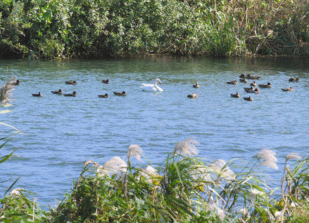 日野川にコハクチョウ　鯖江