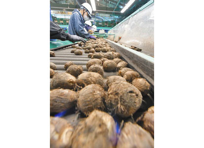 丹精した奥越サトイモ　大野で集出荷