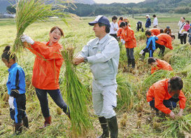 外国人招いて　酒米刈り取り