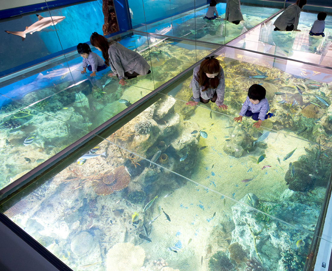 福井の越前松島水族館は、見て・触れて・学べる、体験・体感型の充実施設。