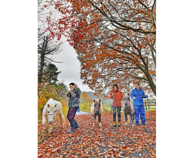 紅葉の道ポニー引っ越し南　六呂師