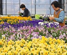 ビオラやパンジー、出荷ピーク　美浜町