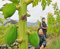 冬近づく勝山　　パパイア実る