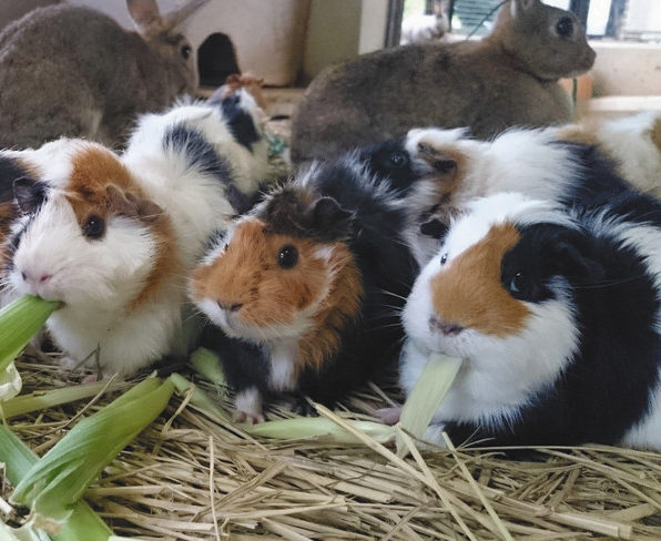 テンジクネズミ、年賀状にどう？　足羽山遊園地で１、８日撮影会