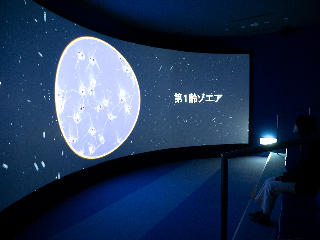 越前がにミュージアム