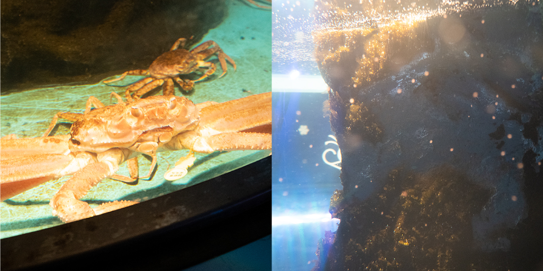 越前がにミュージアム