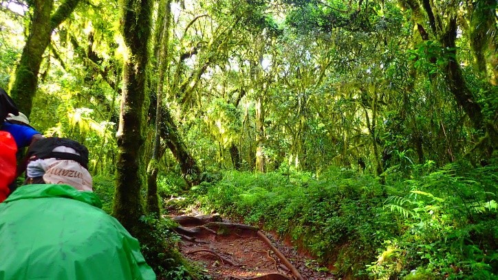 キリマンジャロの入山ゲート（マラングゲート）