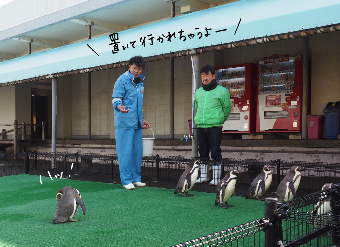 フンボルトペンギン