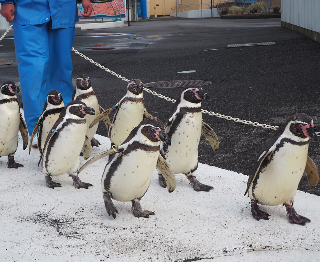 毎日のおさんぽタイムで大人気♪ 越前松島水族館のフンボルトペンギンさんたち