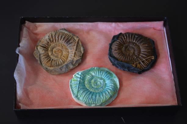 【中止】自然史講座「化石のレプリカをつくろう（初級）」