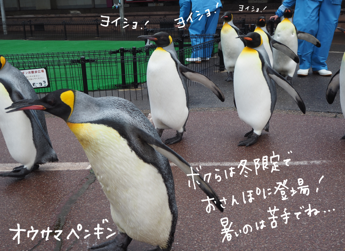 フンボルトペンギン