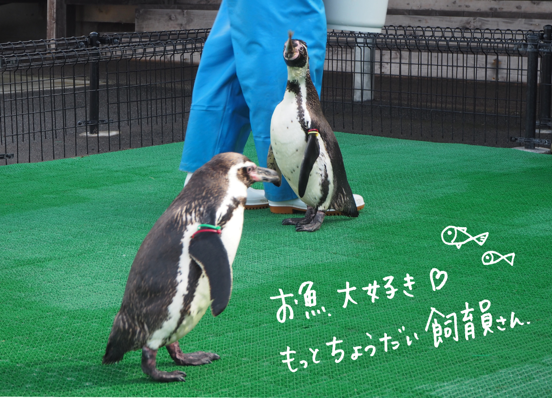 フンボルトペンギン