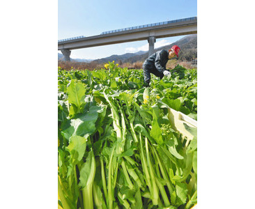 アブラナの仲間の黒河マナ、収穫始まる　敦賀の伝統野菜