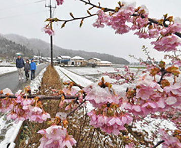 早咲き桜に雪帽子　大野