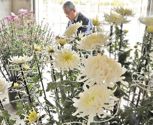 秋咲きのキク、楽しんで　越前市、温室で開花調整
