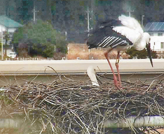 ひな誕生に地元期待　越前市のコウノトリ抱卵