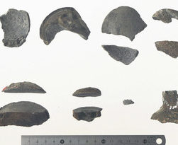 恐竜の卵化石は新種　県立大発表　５５年前、山口で発見