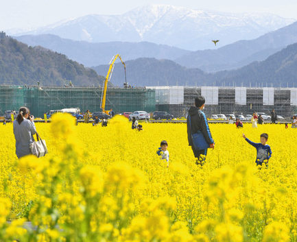 春の黄色、一面に　鯖江で菜の花見頃