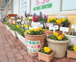 色鮮やか　満開鉢植え　交通安全啓発　鯖江のＳＣに設置