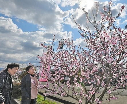 桜の花そっくり、アーモンド見頃　春江