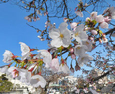 ソメイヨシノ、最も早い開花