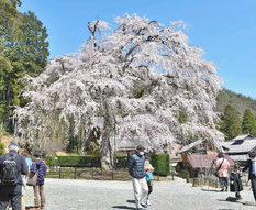 高さ１７メートル　しだれ桜満開　小浜・妙祐寺　例年より１０日早く