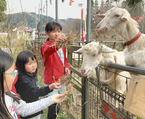 ヤギのハイジです。よろしくね 越前町の広場に仲間入り