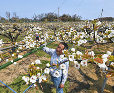 ナシの白い花、一面に広がる　坂井北部丘陵地