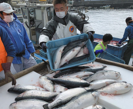 ふくいサーモン「最高の出来」　小浜、おおいで水揚げ始まる