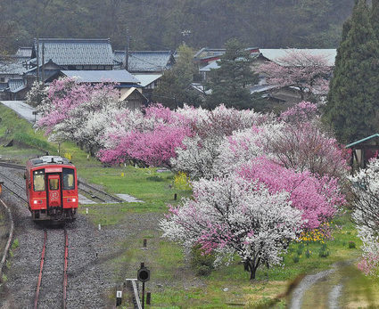 一番列車迎える、ハナモモの回廊　大野・勝原駅周辺