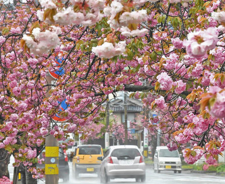 八重桜　こんもり覆う　かさとなり　　福井・さくら通り