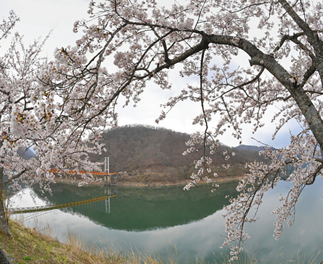 大野・九頭竜湖畔　ひっそりと桜満開