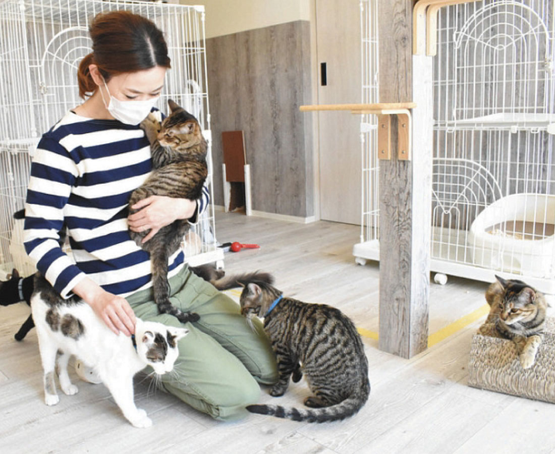 保護された犬や猫、窮地　譲渡会中止で引き取り手減少
