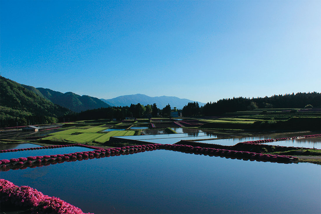 阪谷の田んぼの水鏡
