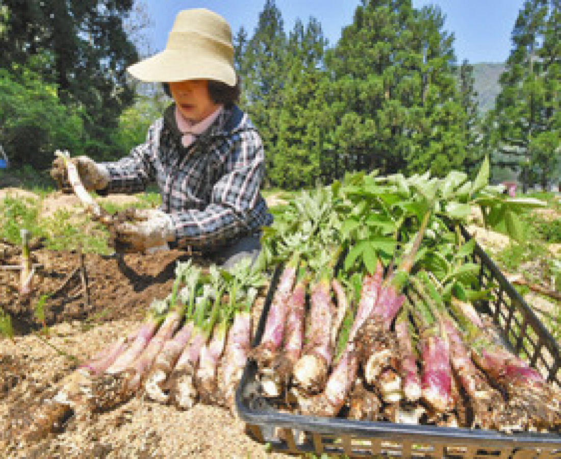 山菜の王様　作柄良し　勝山でウド収穫始まる