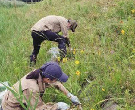 オオキンケイギク除去　あわら　北潟湖畔の特定外来生物