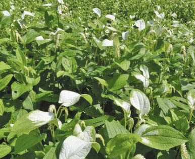 輝き増すハンゲショウ 　高浜