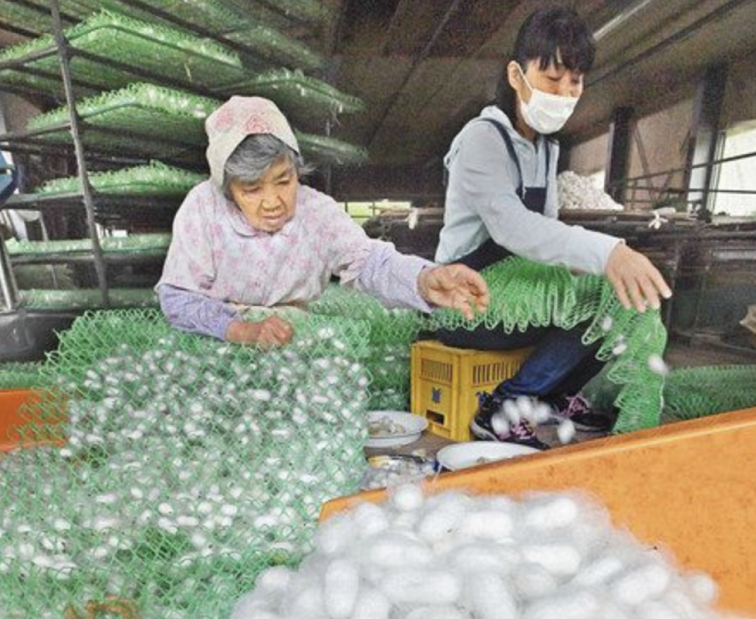 真っ白な繭びっしり　福井の養蚕農家