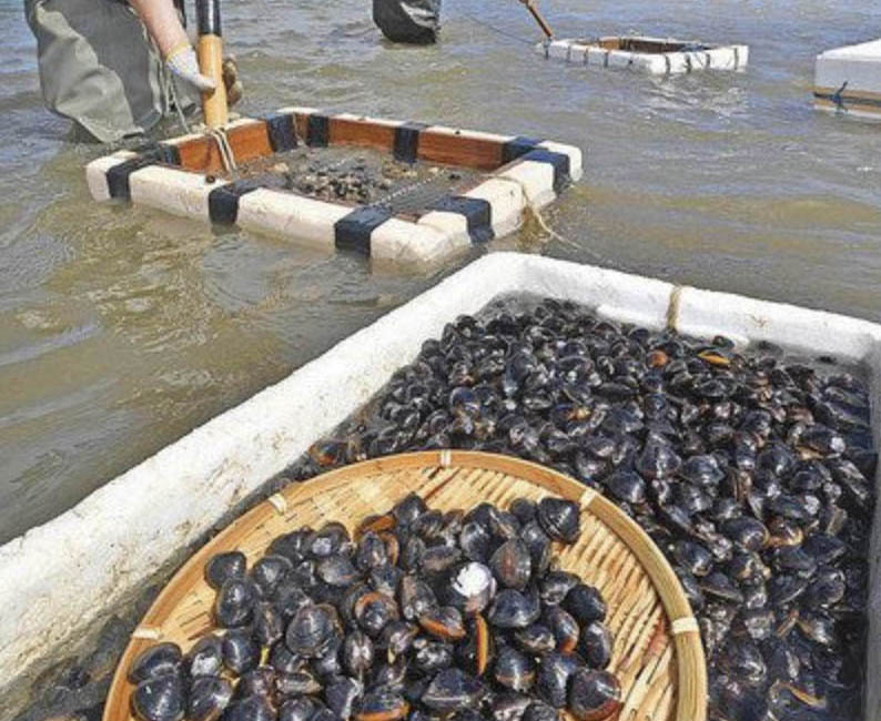 美浜・久々子湖　シジミ　湖底から続々
